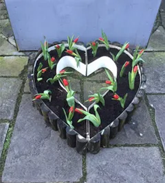 The heart shaped planter with red tulips